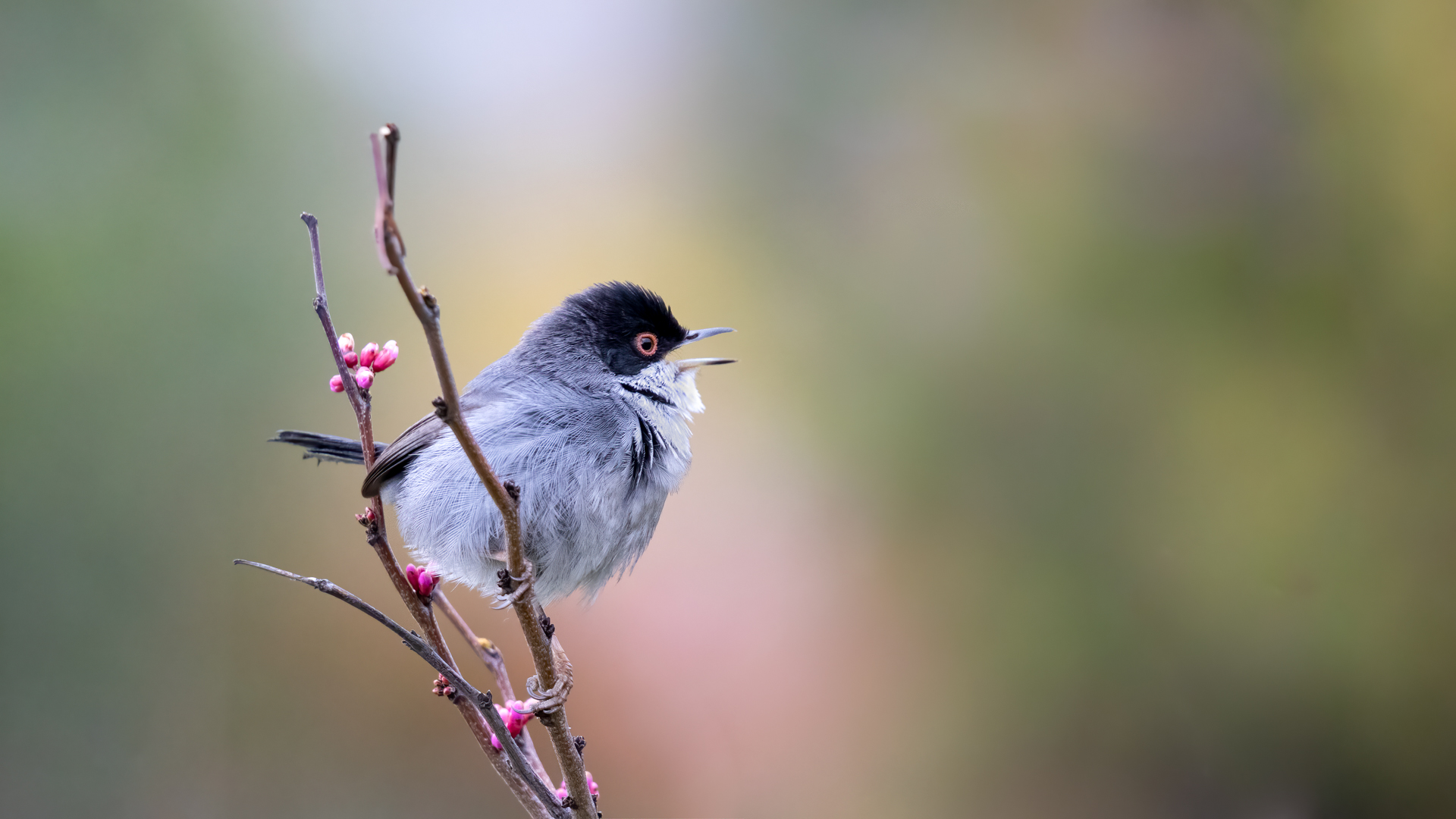 Sardinian Warbler